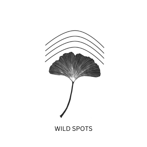Wild Spots: an ecology of attention